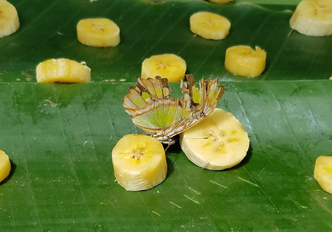 Mariposas Sarchí景点图片
