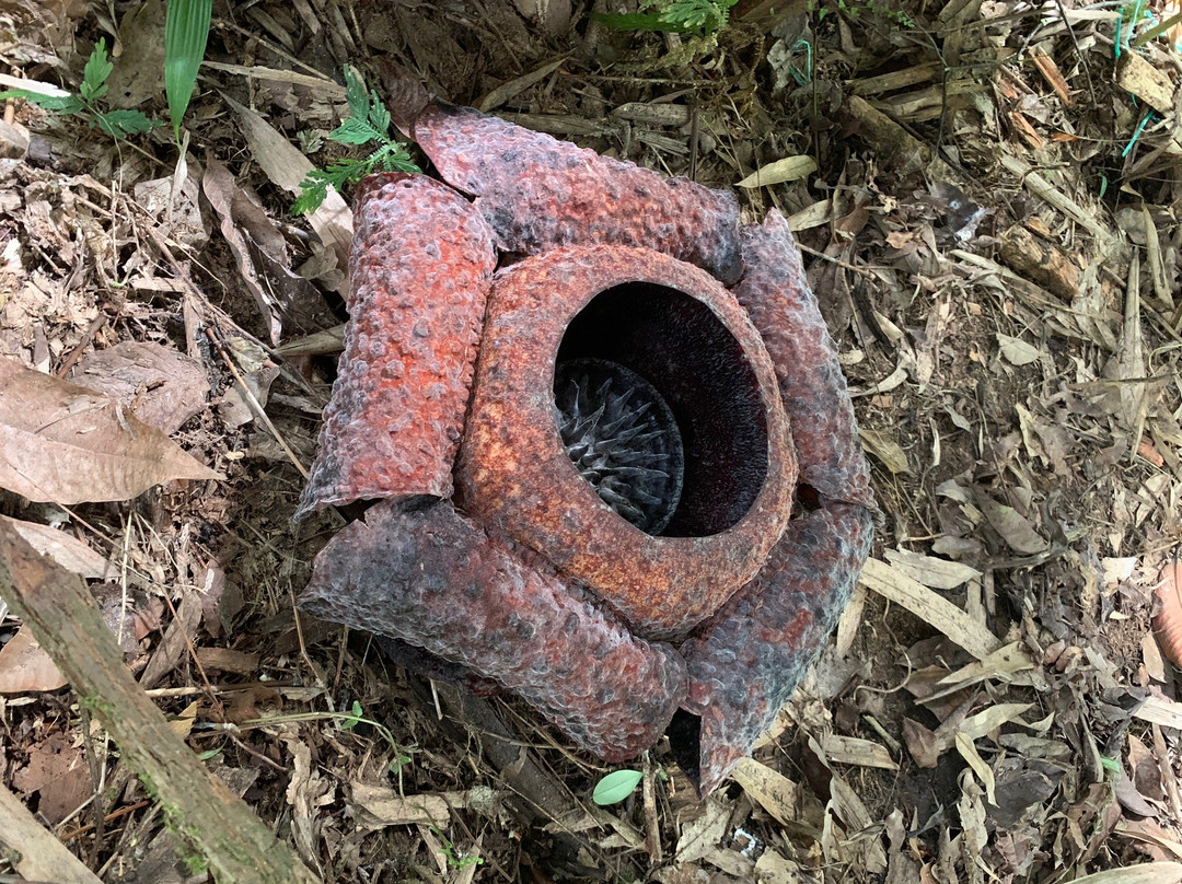 Adenna Rafflesia Garden-Poring必去景点