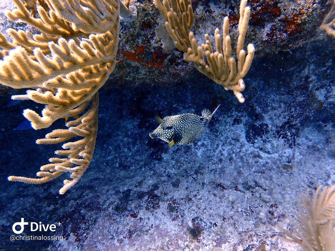 Tankah Divers Tulum-图伦必去景点