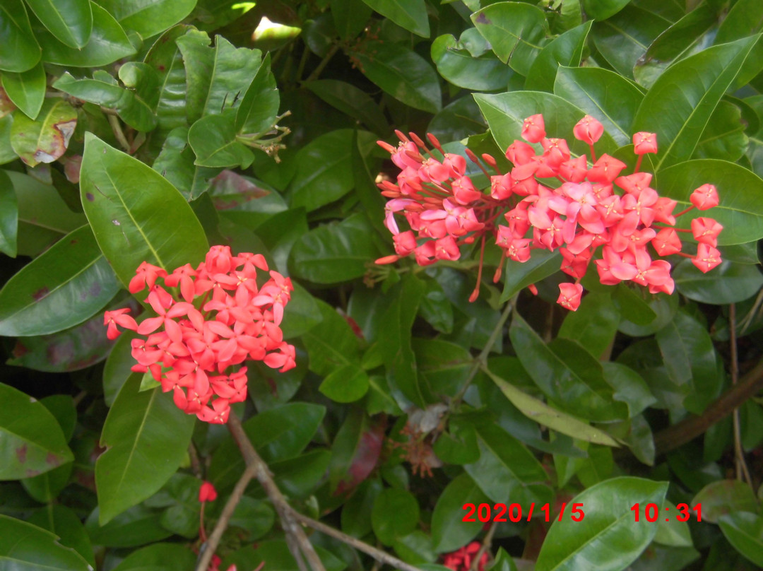 Maipari Miyakojima Island Tropical Fruit Park-宫古岛市必去景点