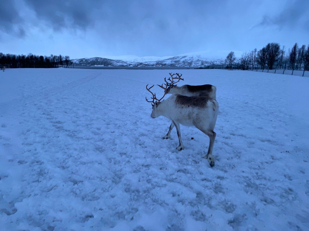 特罗姆瑟拉普兰雪橇之旅景点图片