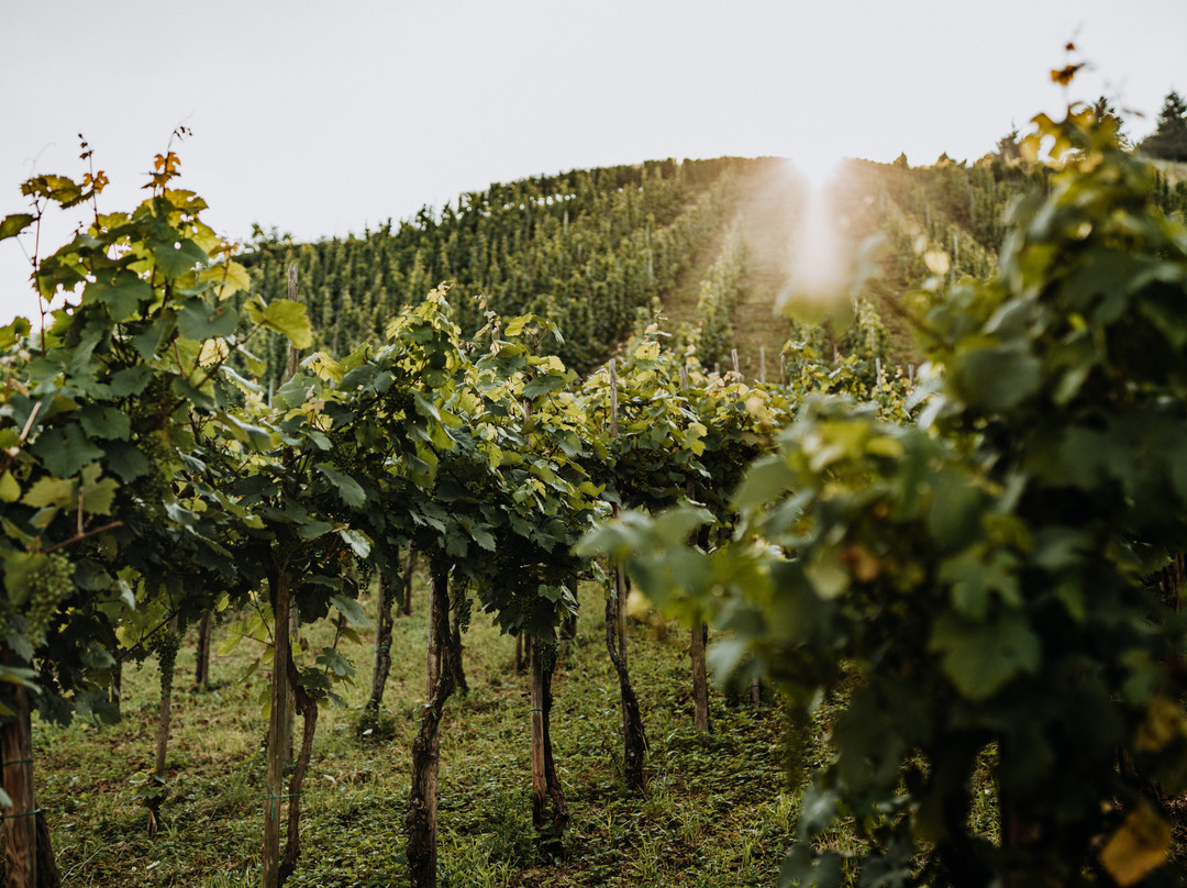 Weingut Meurer