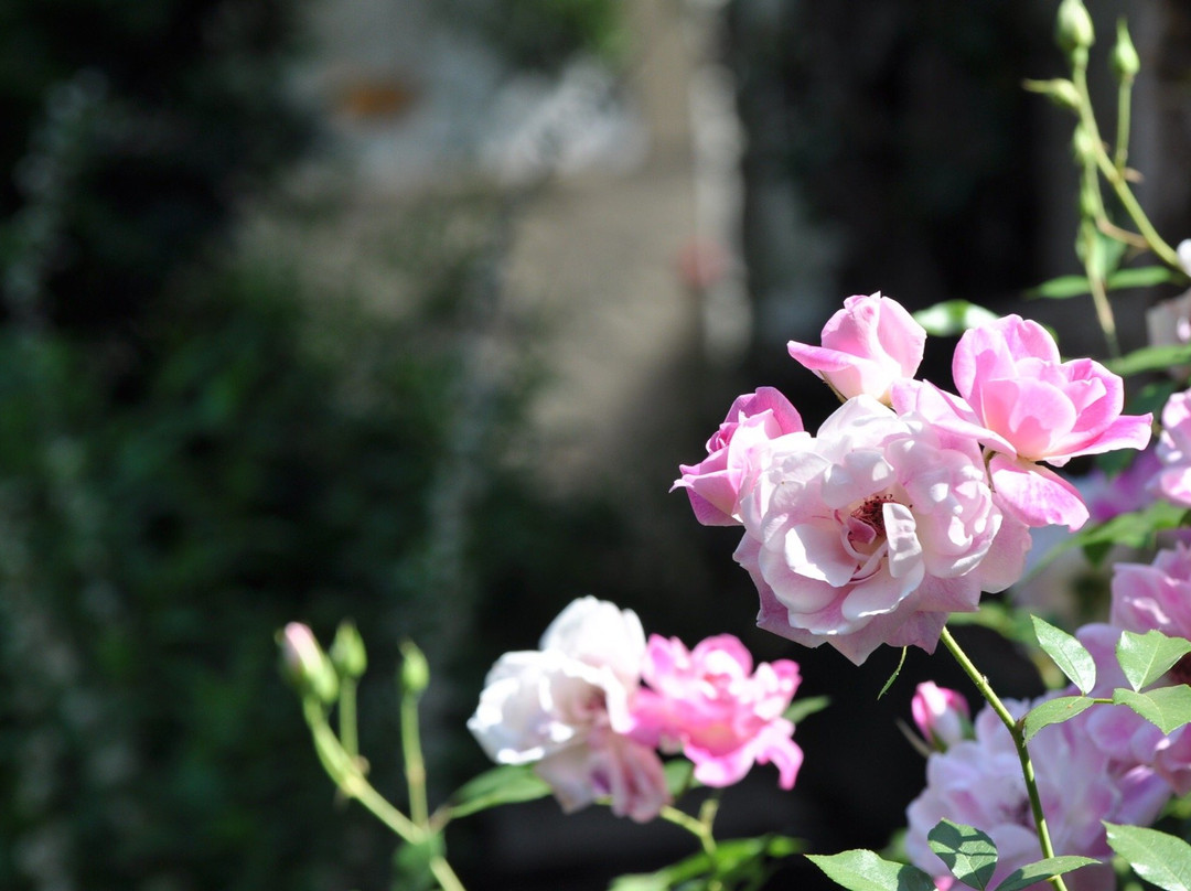 Liz at Lancaster Guesthouse主图