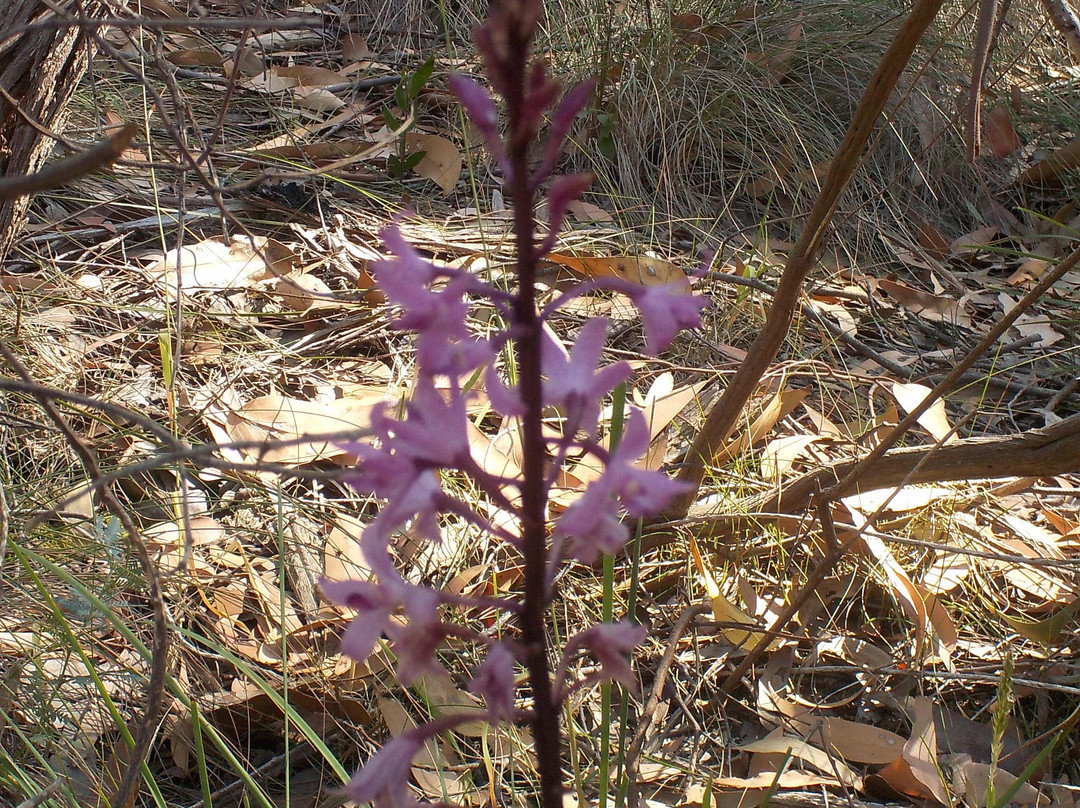 Heathmont Rail Trail-Heathmont必去景点