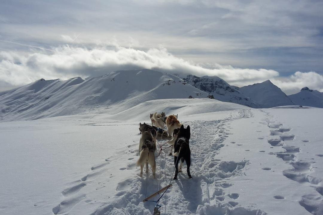 Travel Dog景点图片