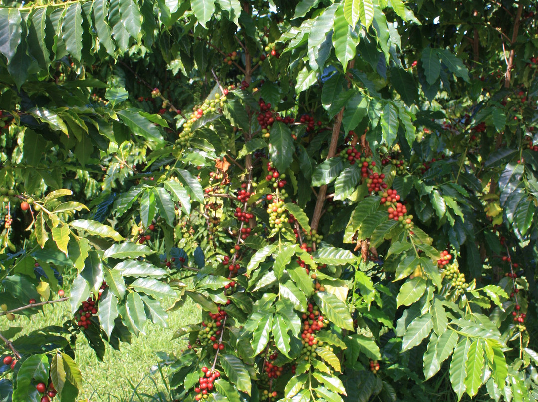 格林威尔农场-基亚拉凯库亚必去景点
