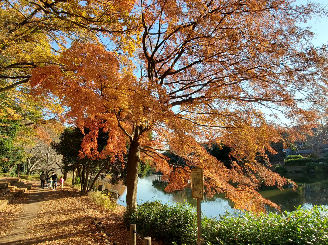 Junsai Pond Area-市川市必去景点