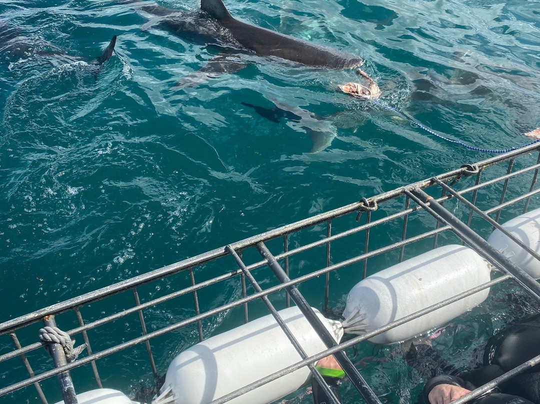 Great White Shark Tours景点图片