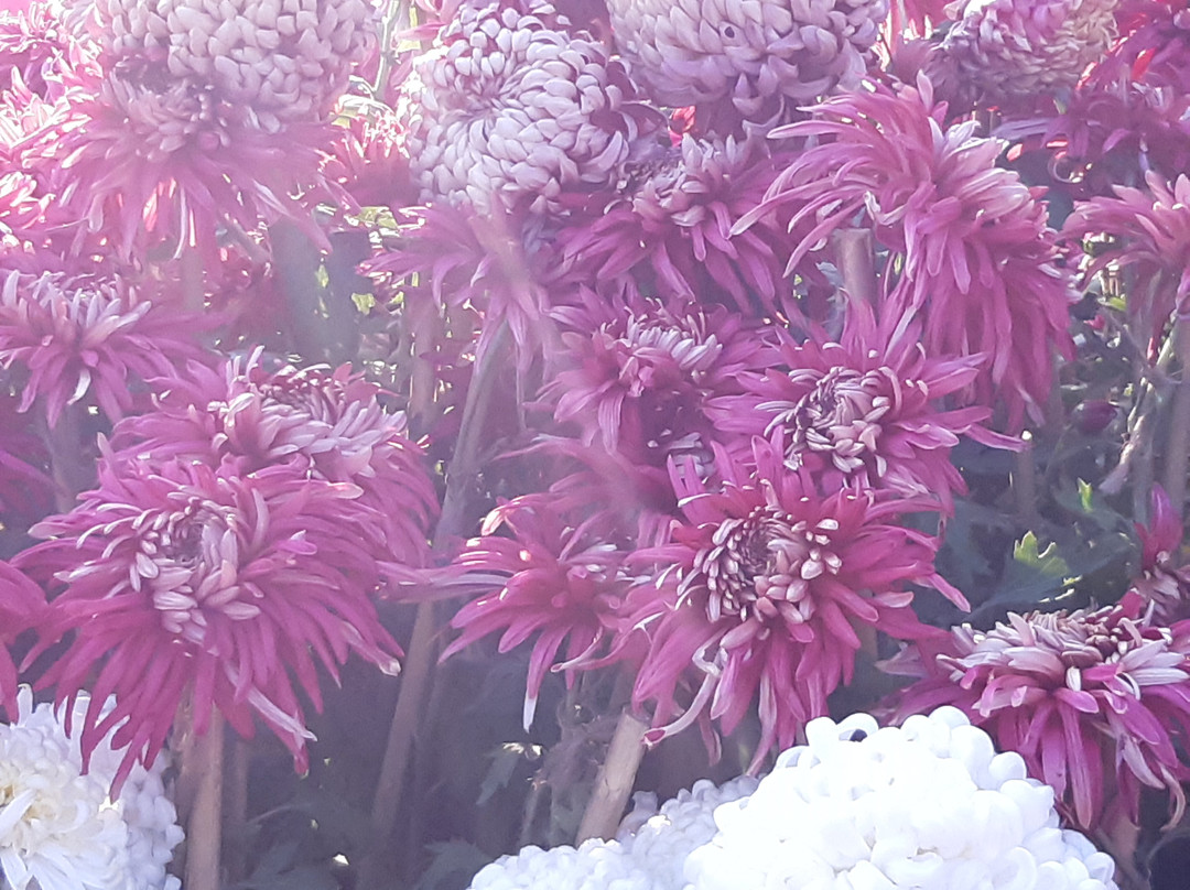 Terraced Garden-昌迪加必去景点