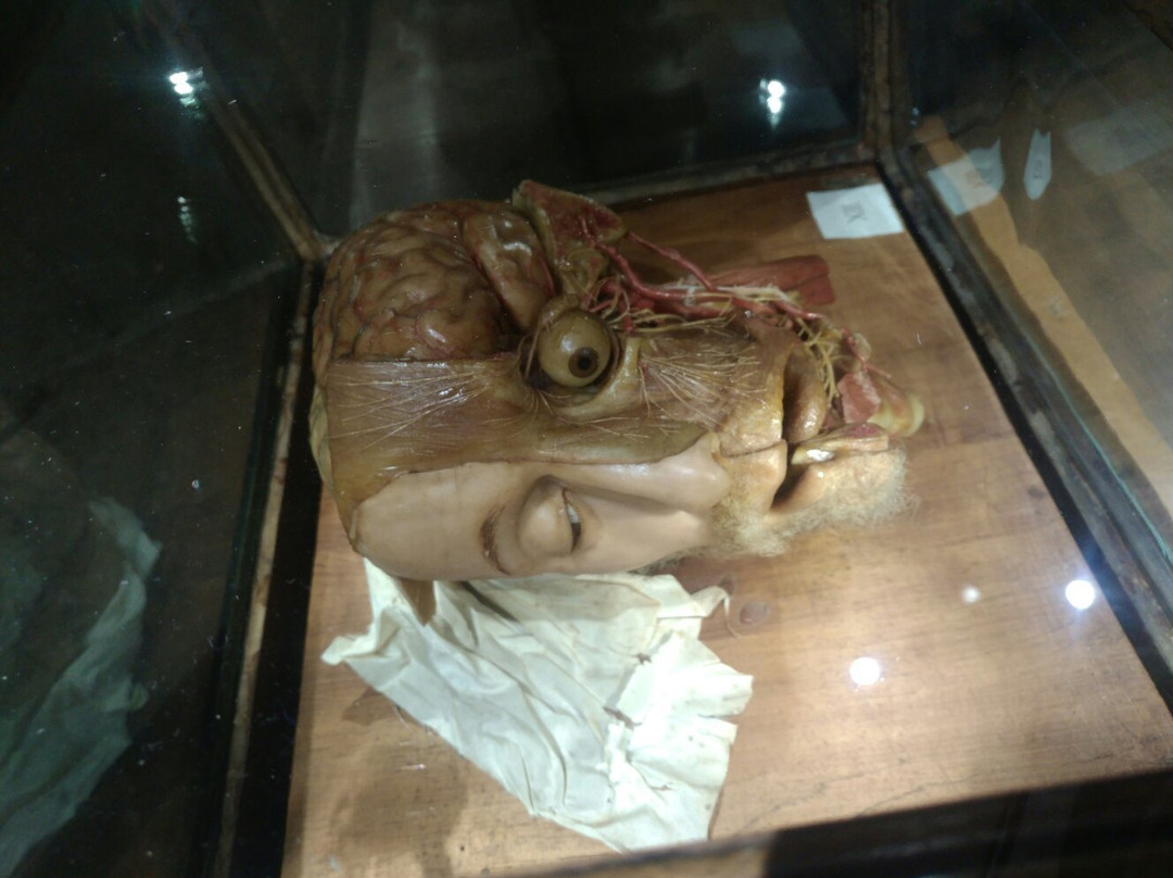 Museo delle Cere Anatomiche-卡利亚里省必去景点