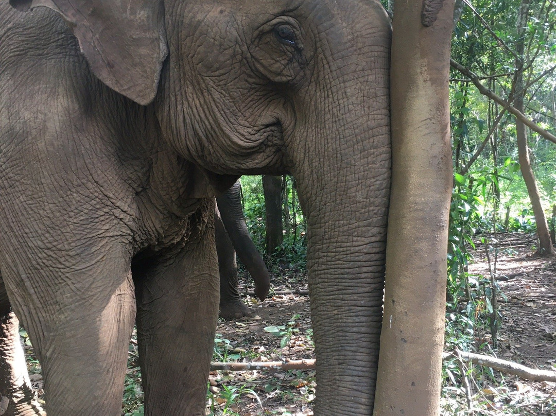 LEAF Cambodia Mondulkiri Elephant & Wildlife Sanctuary景点图片