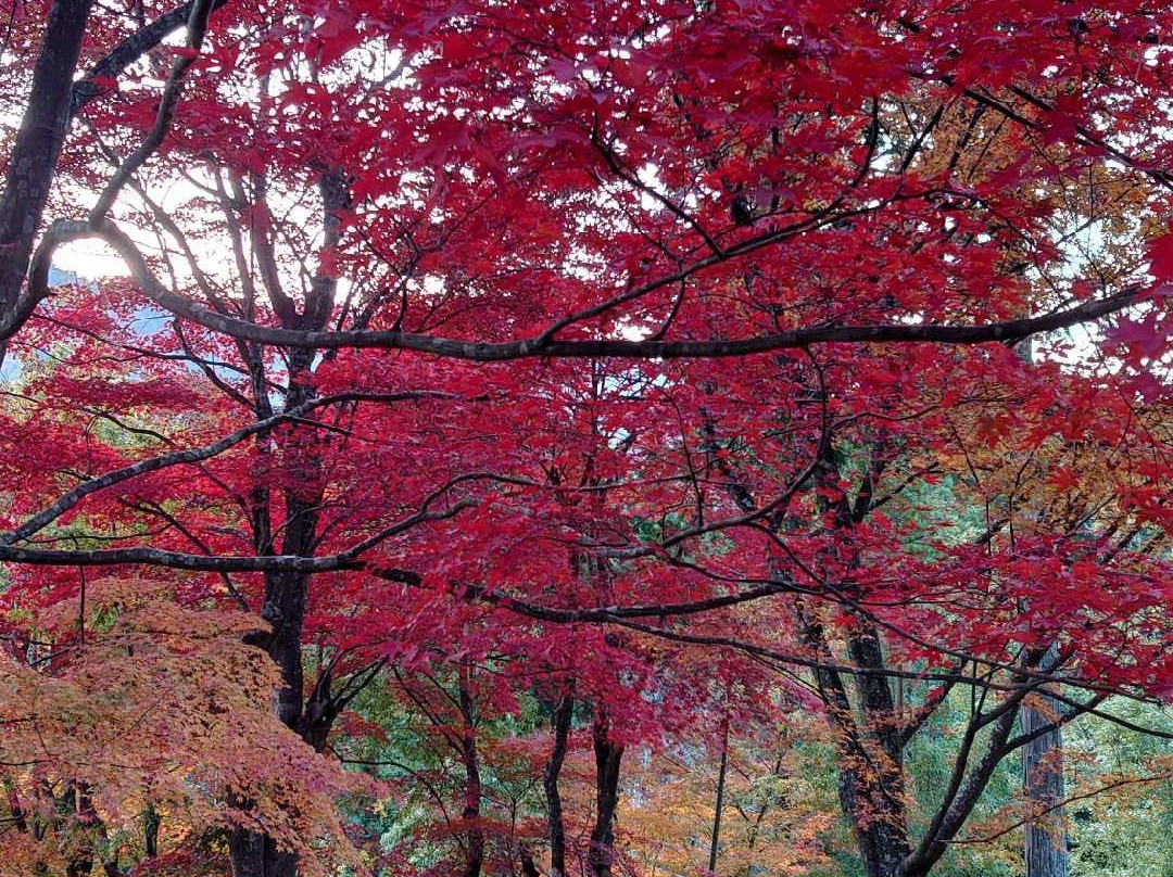 Saijosan Park Momiji Yama-肉粟市必去景点