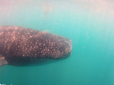 Big Fins Dive Center-San Jacinto必去景点
