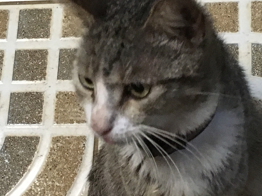 Hôtel-Restaurant l'Albatros主图