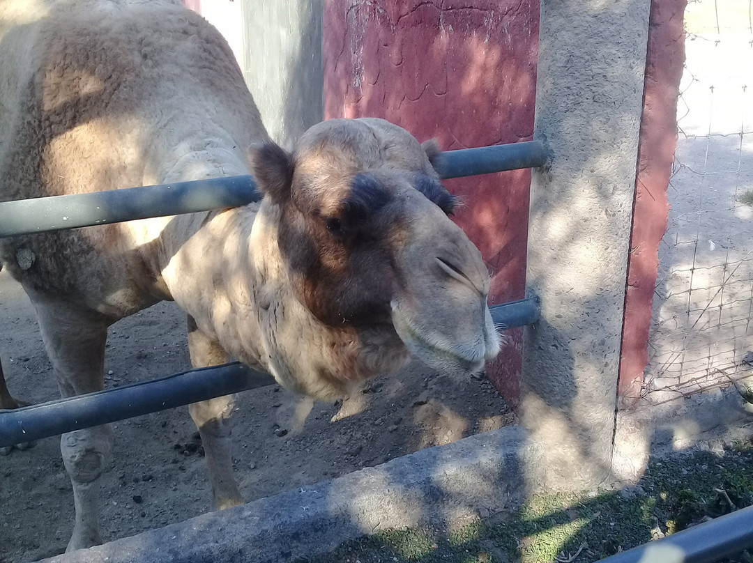 Zooira-Irapuato必去景点