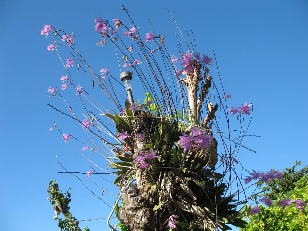 Sandy's By The Sea主图