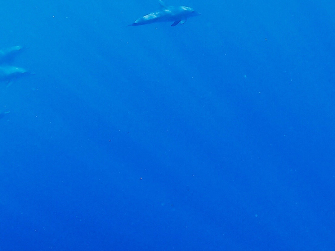 Scubananas Reunion Plongee-圣亮必去景点