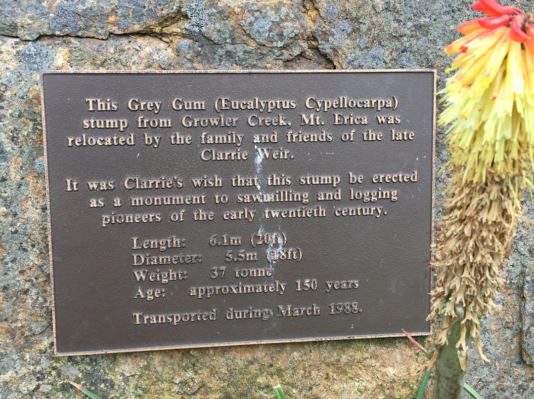 The Big Stump-Darnum必去景点