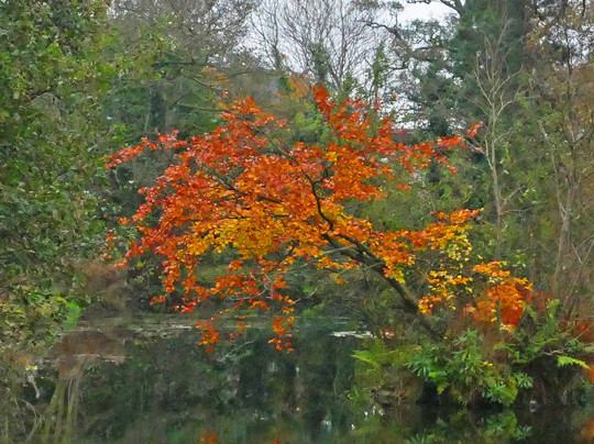 Balloo Woodland Nature Reserve