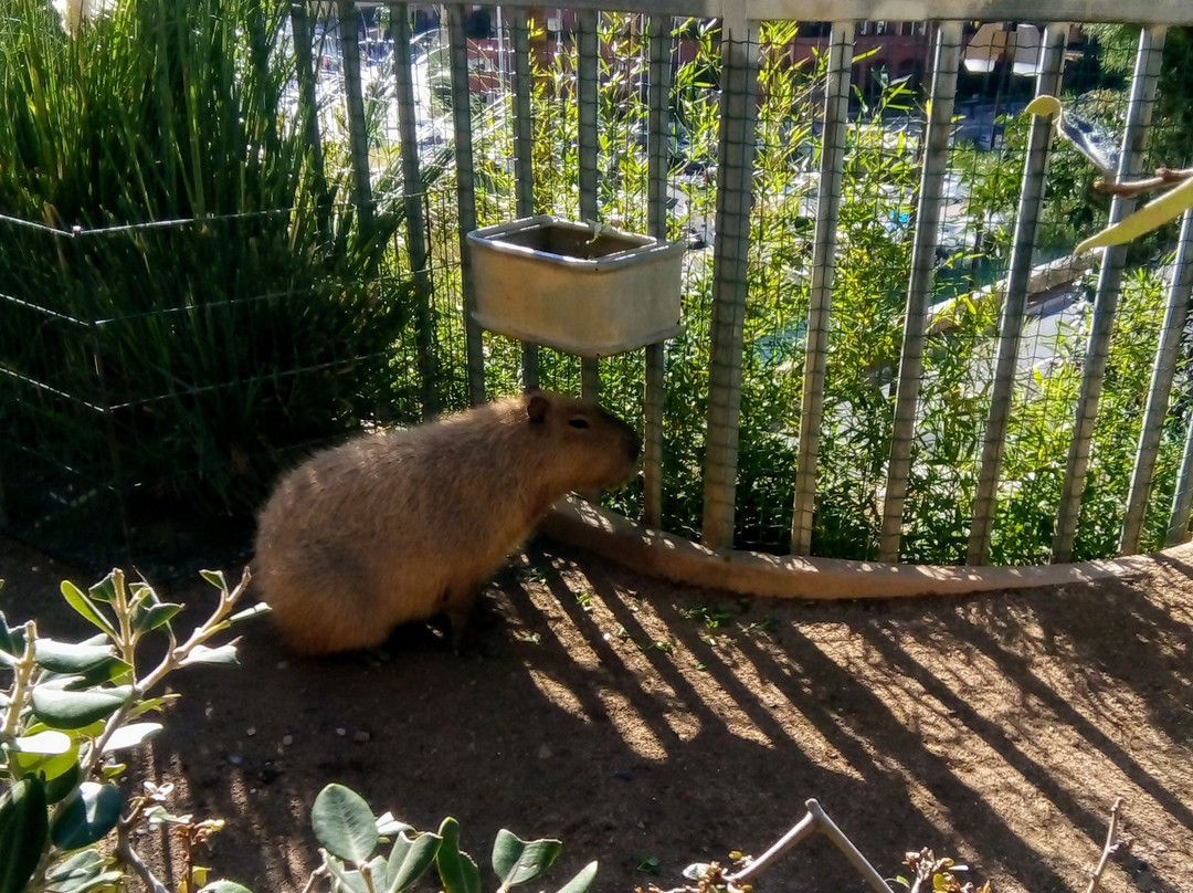 Zoological Gardens景点图片