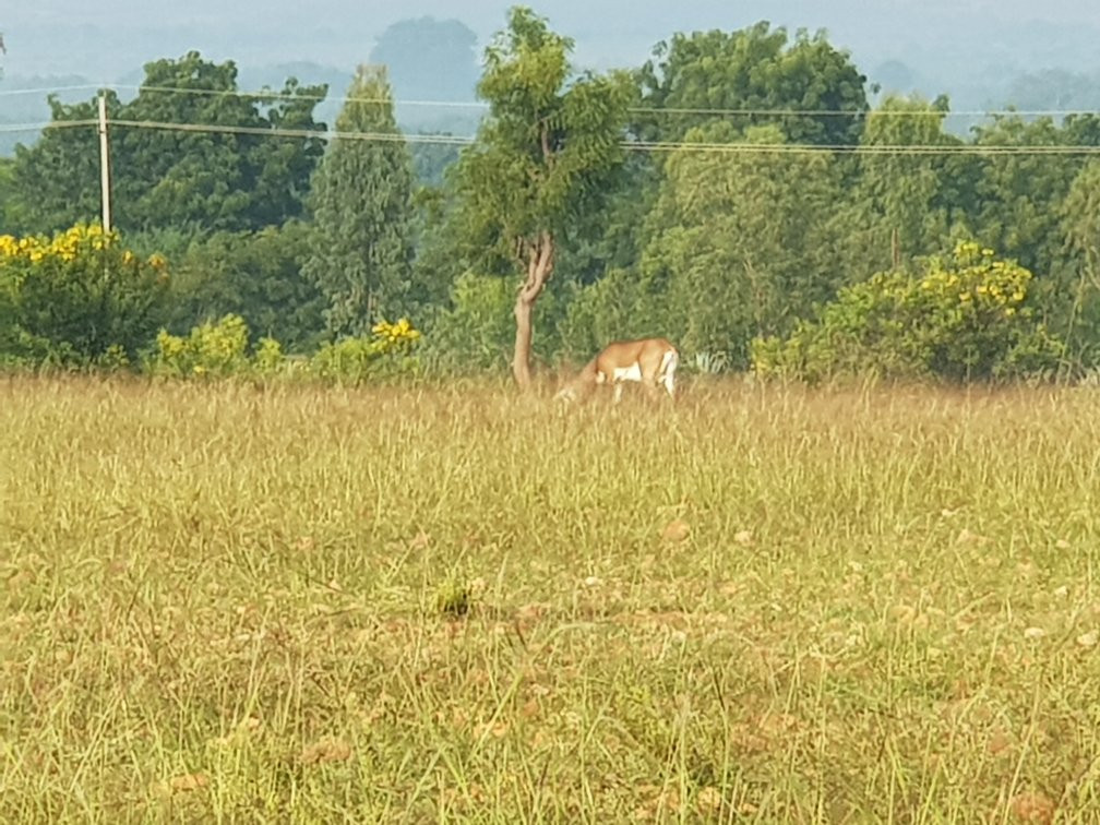 Jayamangali Blackbuck Reserve景点图片