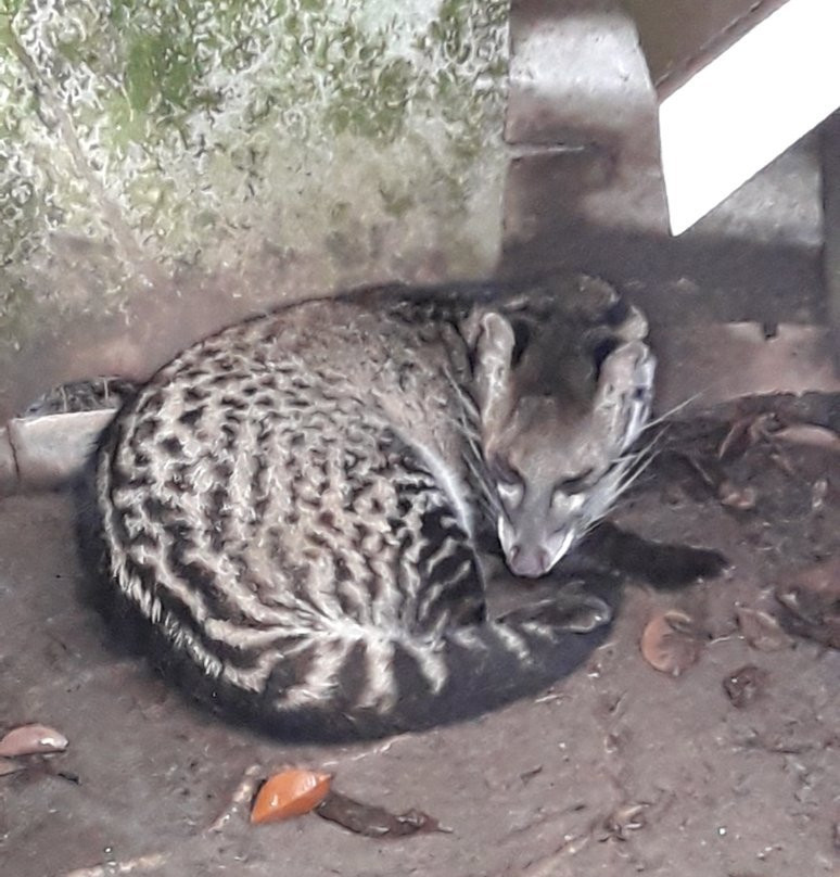 Calauit Wildlife Sanctuary-Busuanga Island必去景点