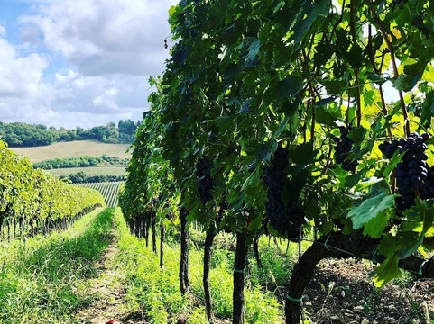 Fattoria Pogni-切塔尔多必去景点