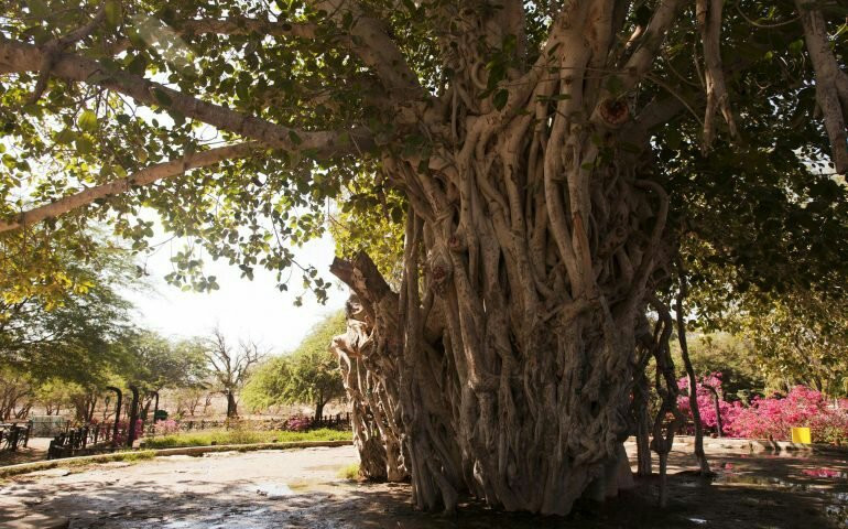 Green Tree Complex景点图片