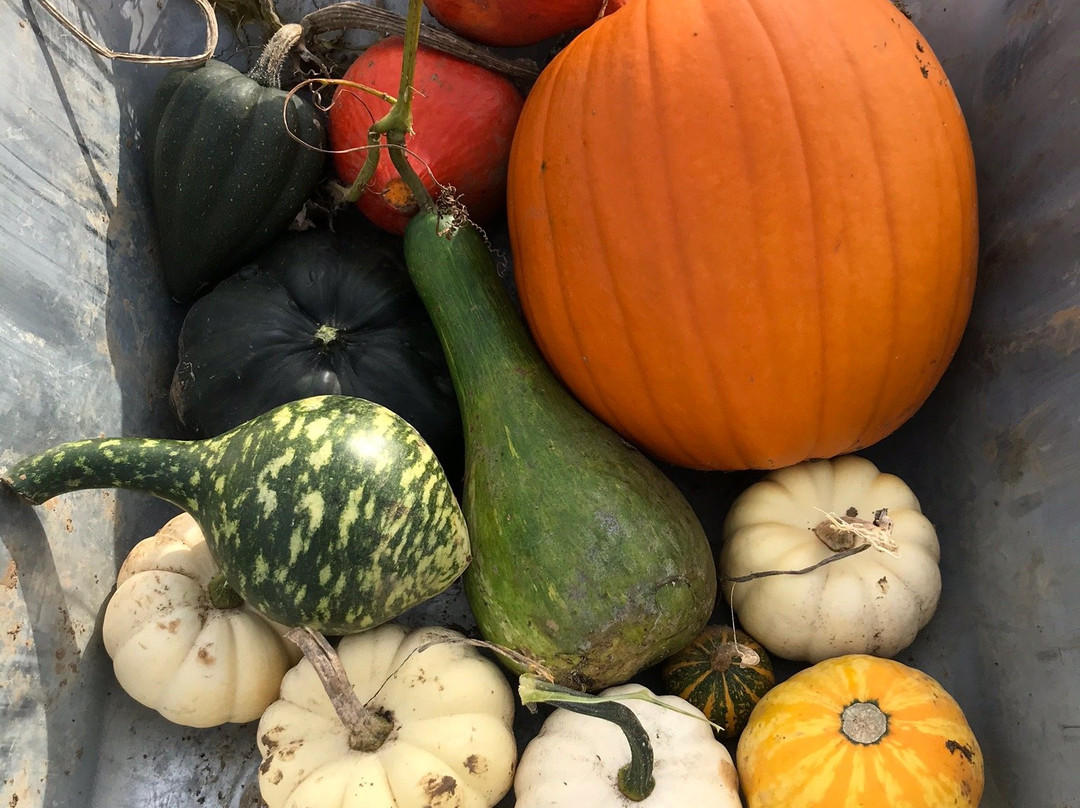 Pumpkin Picking Patch景点图片