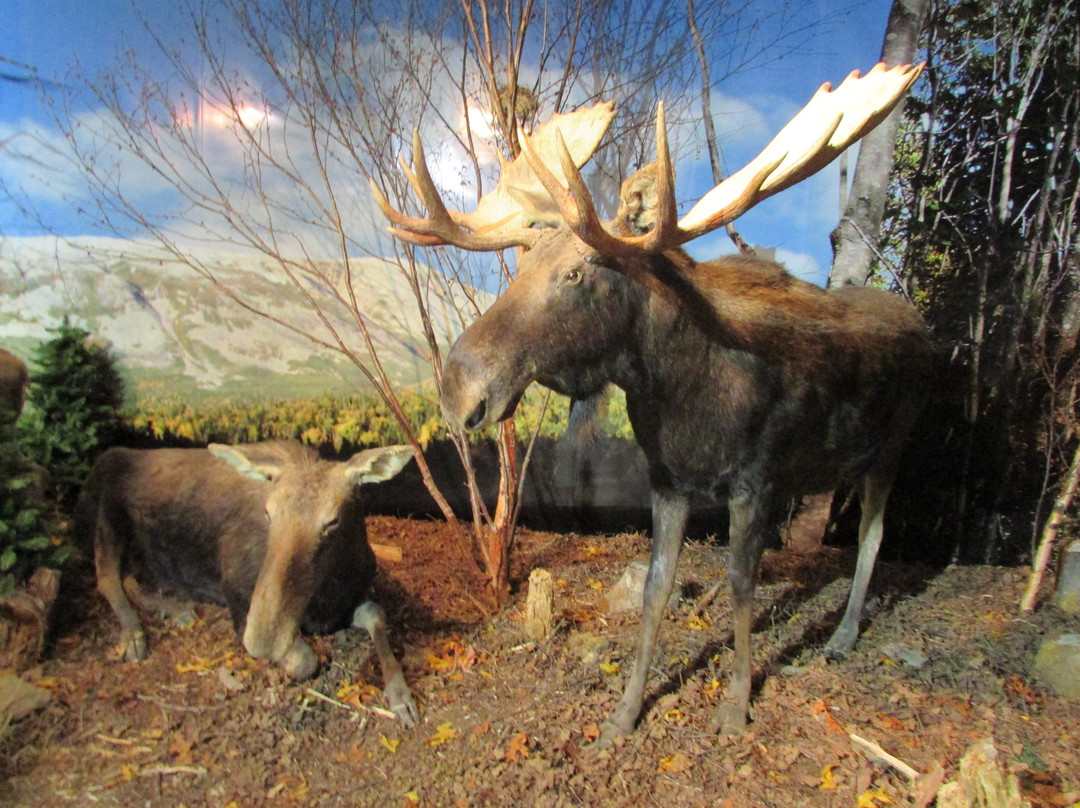 Gros Morne Wildlife Museum景点图片