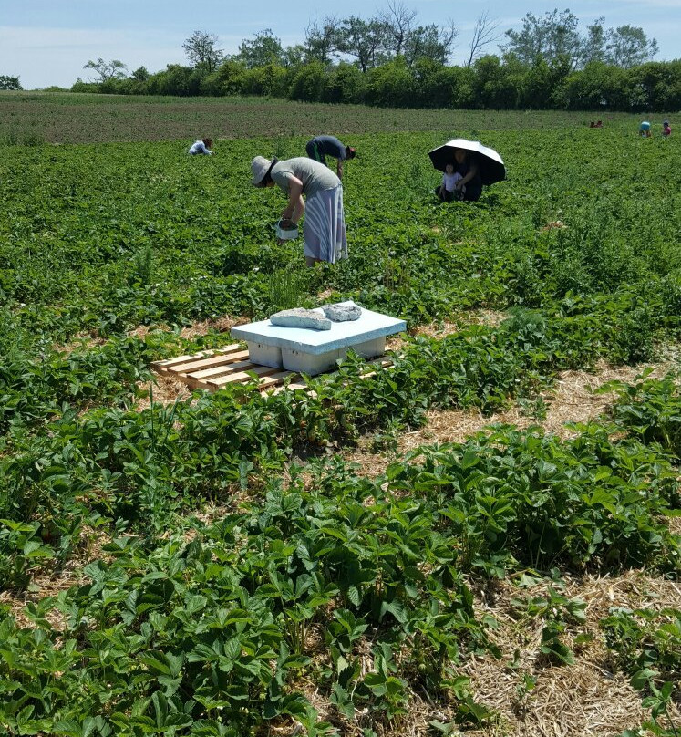 Organics Family Farm-万锦市必去景点