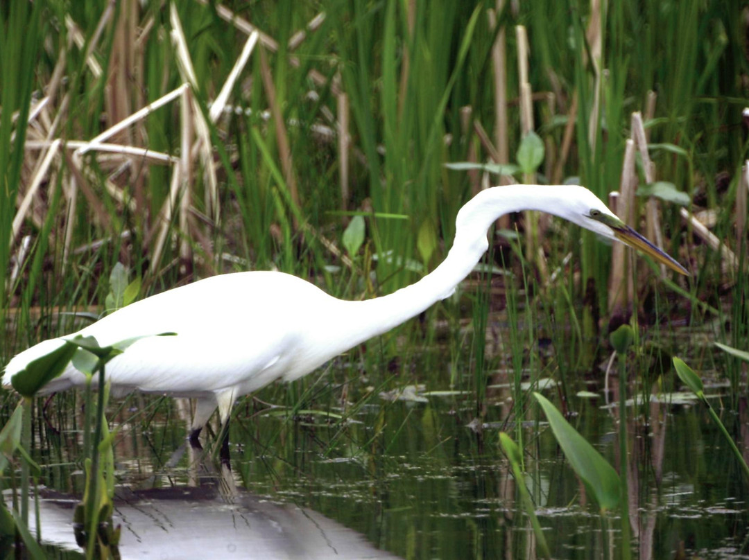 Great Egret Marsh Preserve