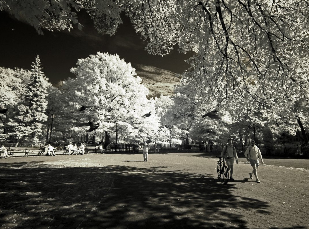 汤普金斯广场公园景点图片