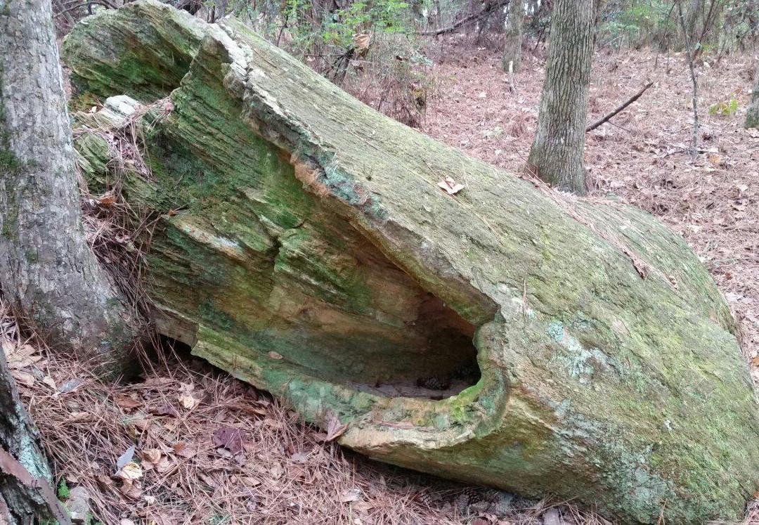 Mississippi Petrified Forest景点图片