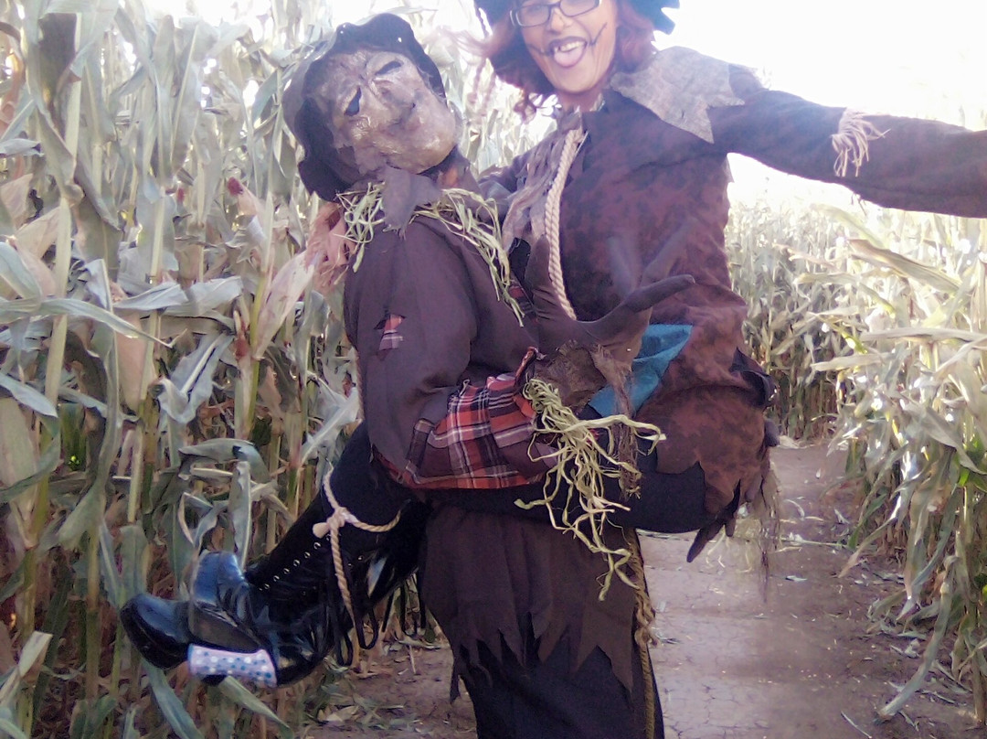 Diana's Pumpkin Patch