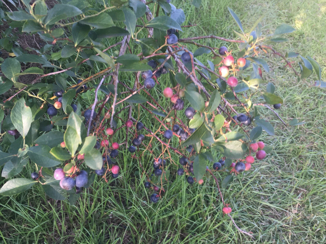 Agricola旅游攻略图片