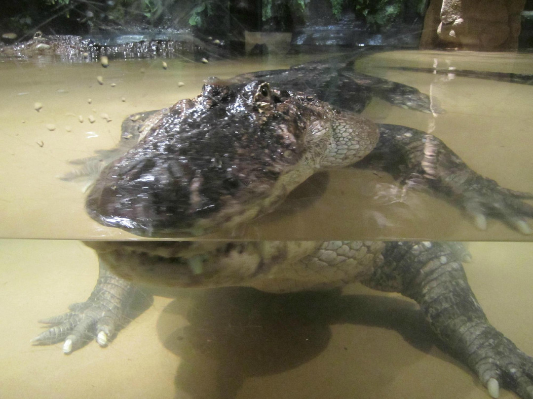 Alligator Alley Adventures-威斯康星峡谷必去景点