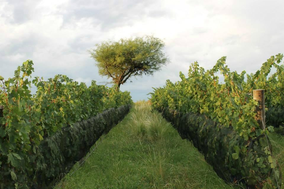 Villa Dolores旅游景点-Bodega San Javier