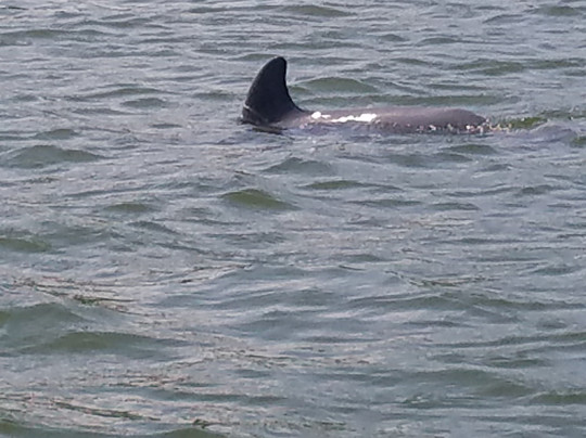 Orange Beach Cat Boat Tours-橙色海湾必去景点