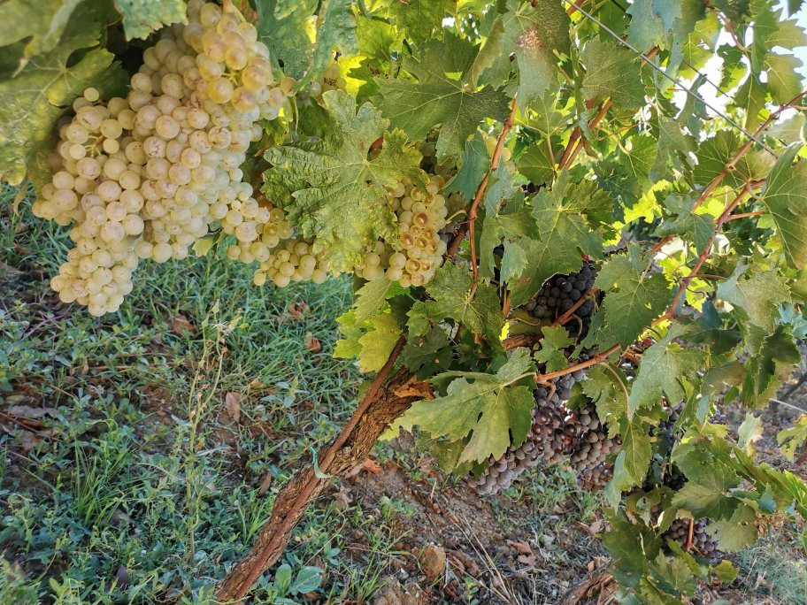 Azienda Agricola Luggiano-芬奇必去景点
