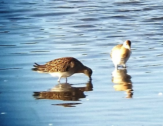 RSPB Hayle Estuary-Hayle必去景点