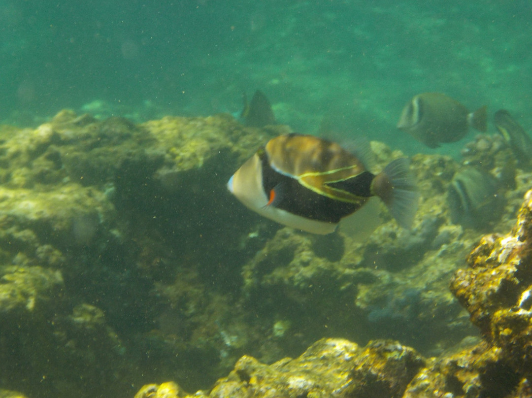 Three Tables Dive Site-Pupukea必去景点