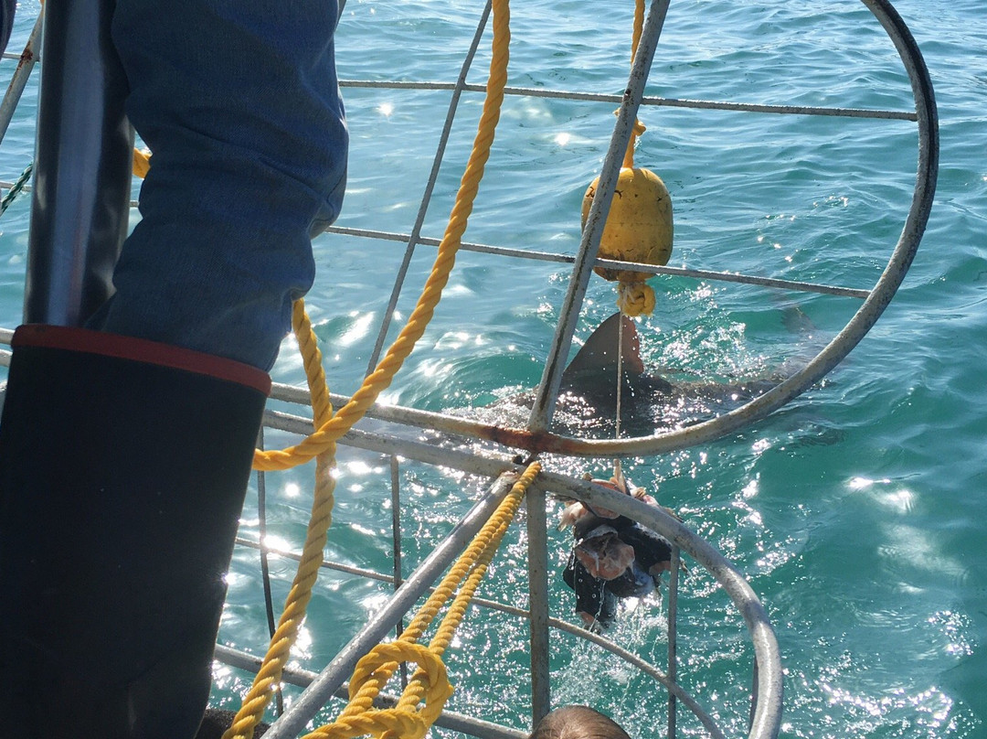 White Shark Ventures-Kleinbaai必去景点