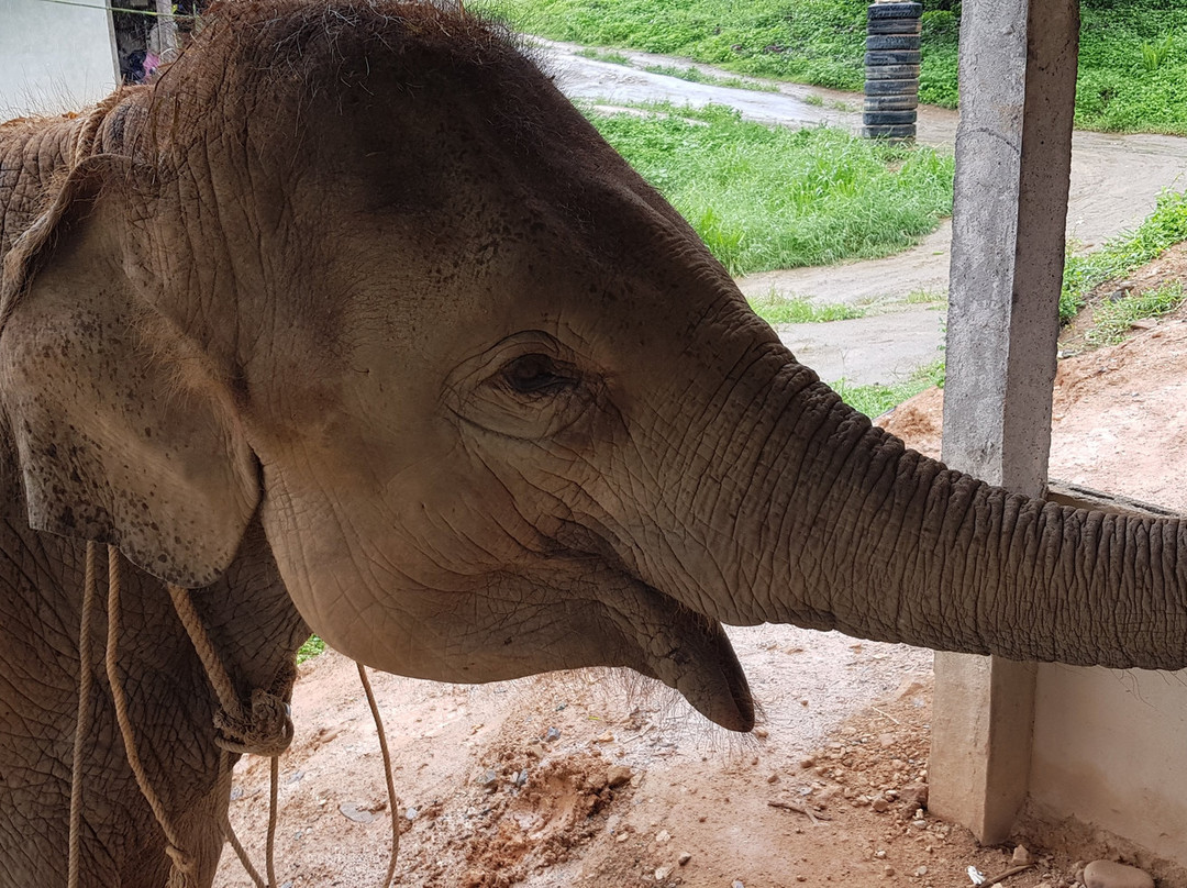 Elephant Family Care-讪巴东必去景点