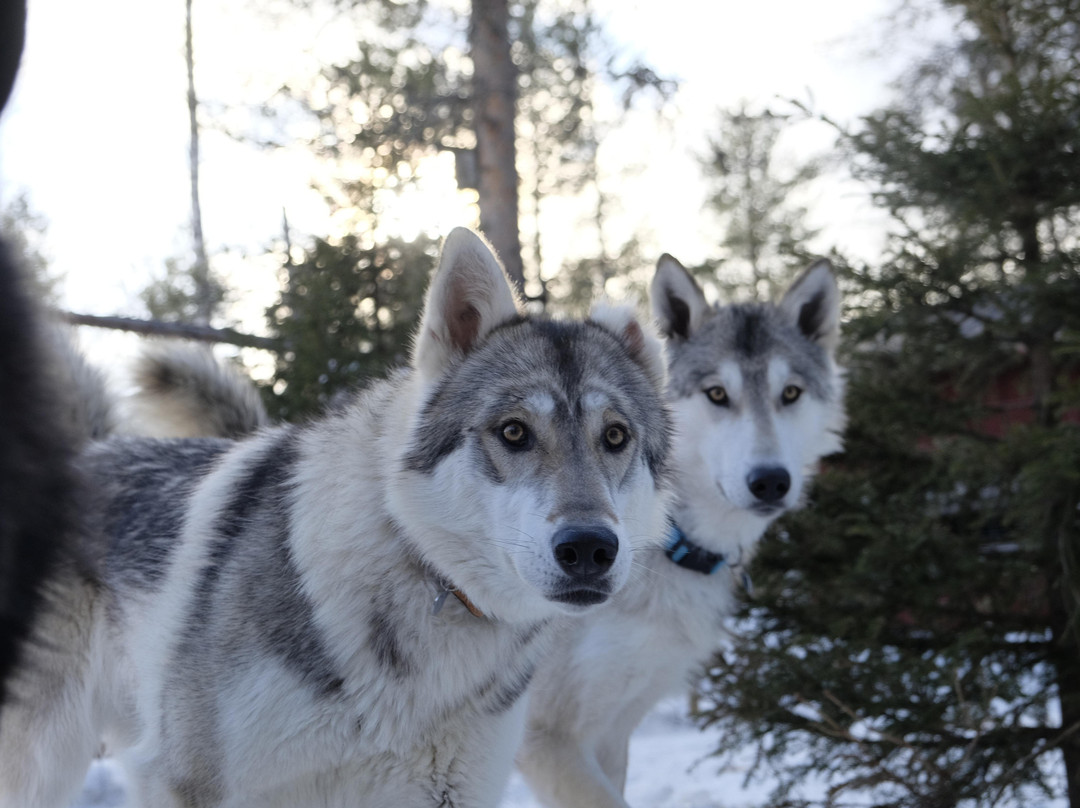 Arctic Wolfland Sanctuary景点图片