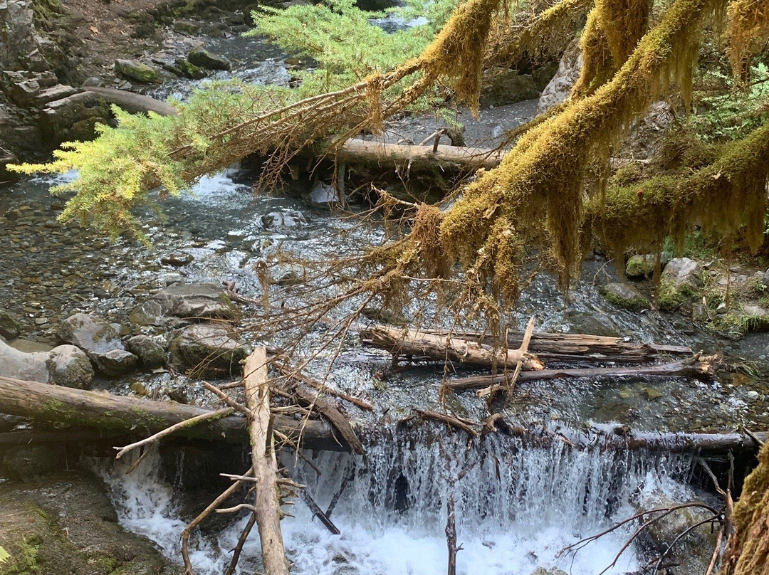 Virgin Creek Falls Trail景点图片
