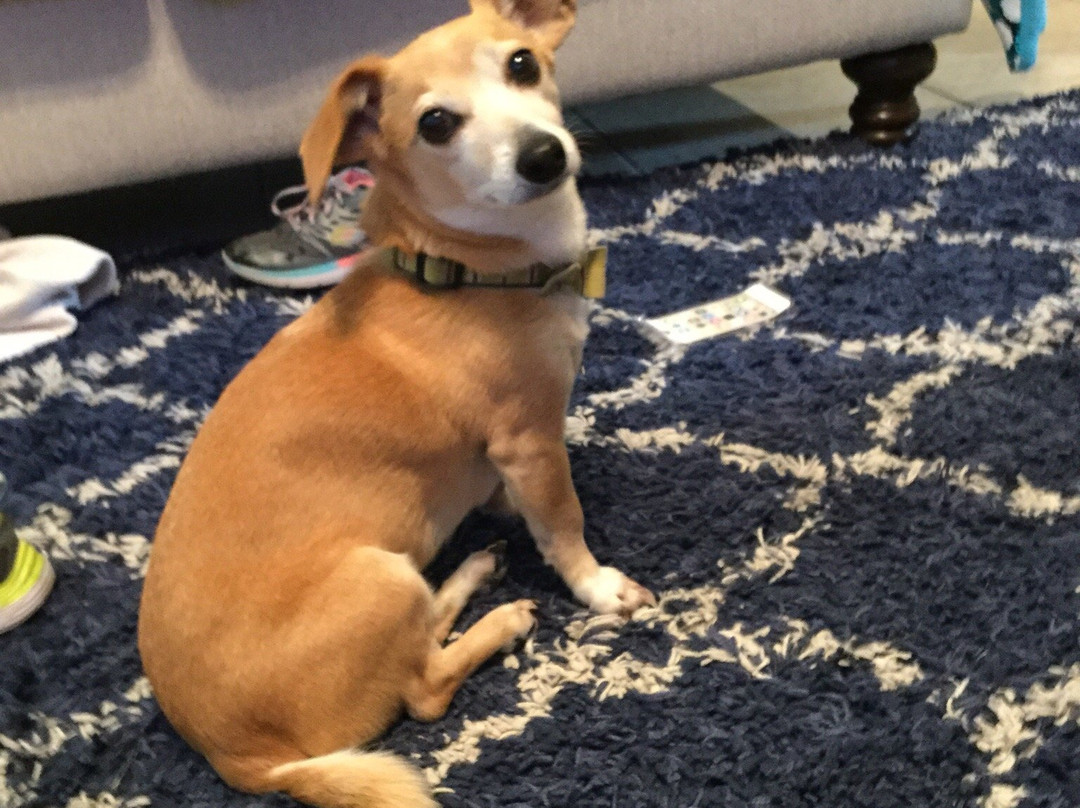 Bounce Zone-博蒙特必去景点