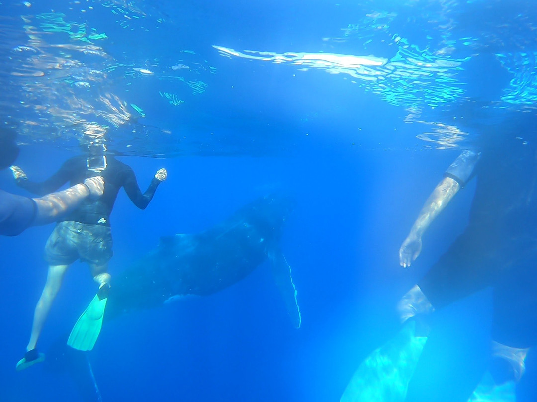 Magical Niue Sea Adventures-阿洛菲必去景点