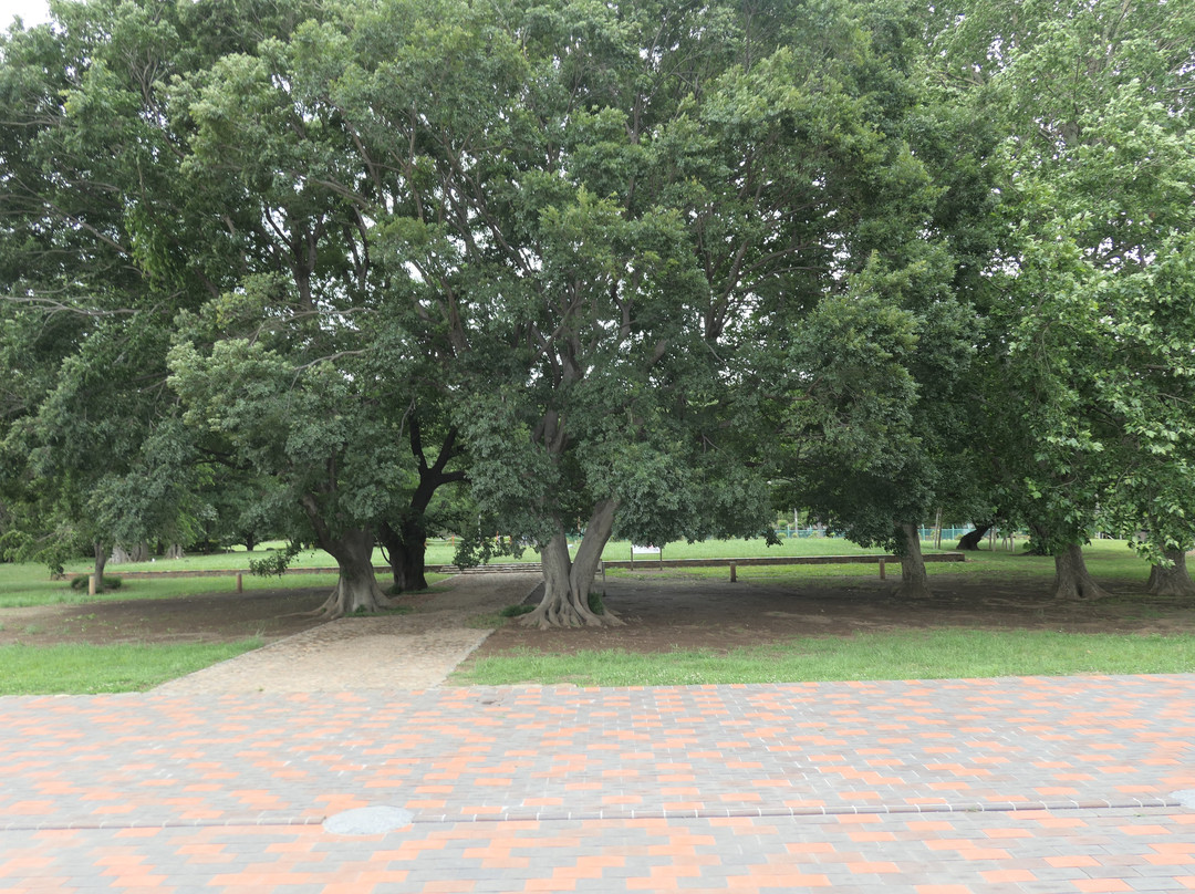 Musashi-kokubunsoji Temple Ruins-国分寺市必去景点