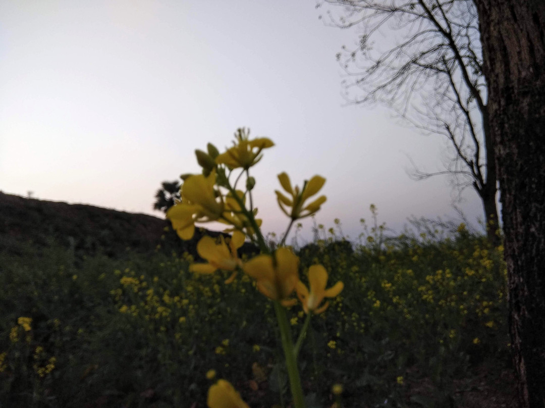 Murshidabad District旅游攻略图片